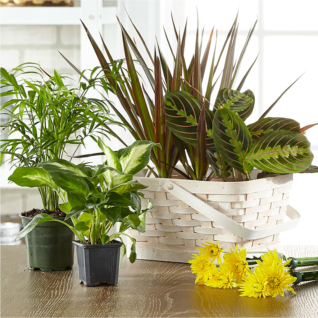Florist Designed Blooming and Green Plants in a Basket – Special Occasion By Ora, Independence LA