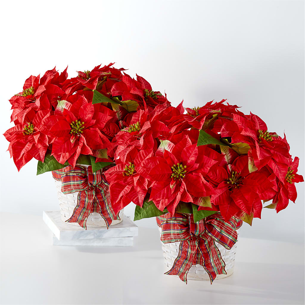 Happiest Holidays Poinsettia Bundle – Special Occasion By Ora, Independence LA