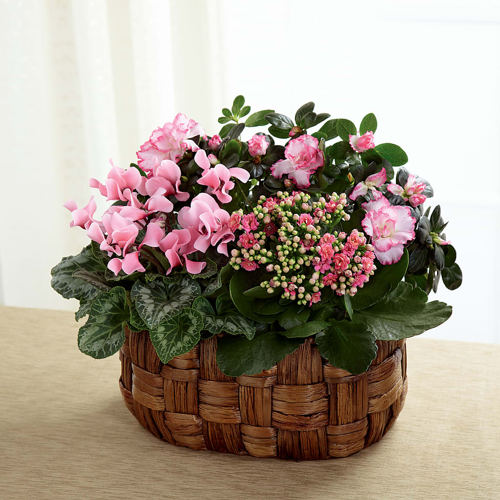 Pink Assortment – Special Occasion By Ora, Independence LA