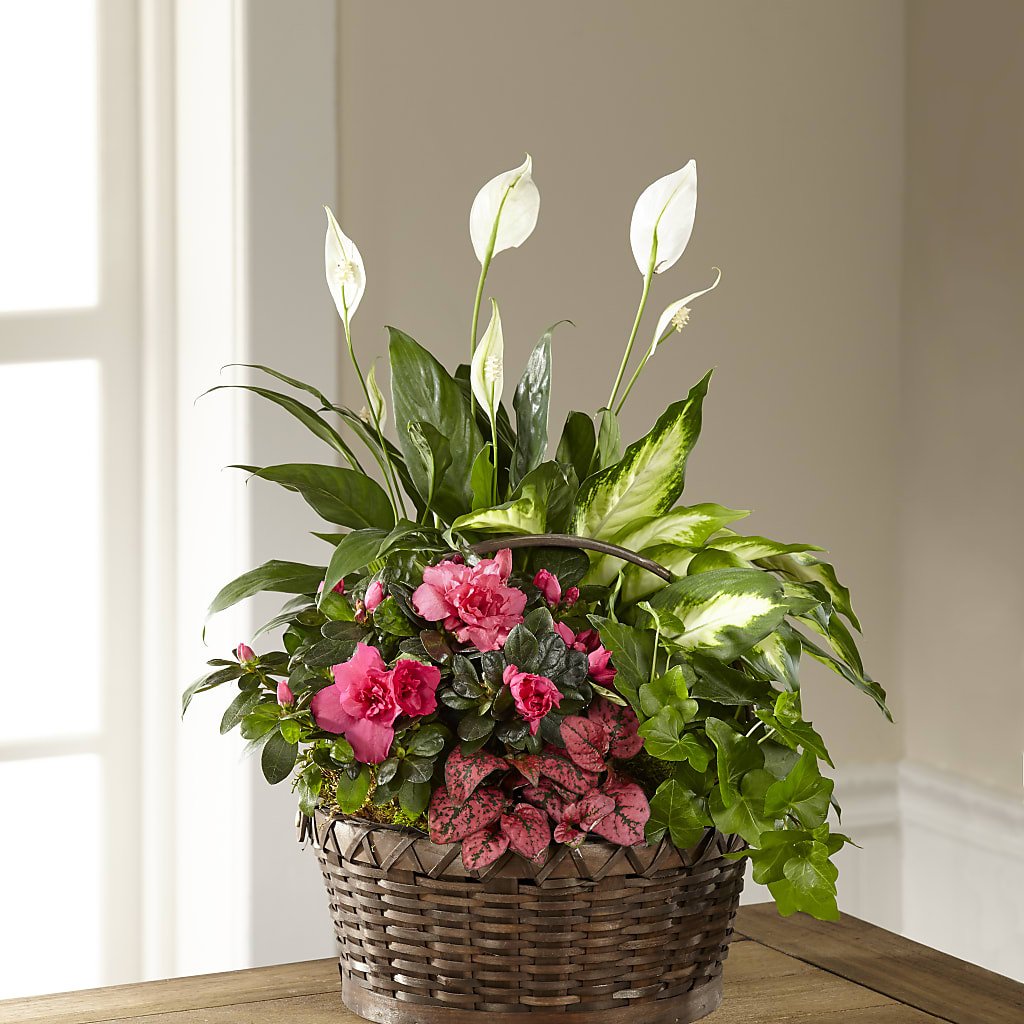 Dream in Pink Dishgarden – Special Occasion By Ora, Independence LA