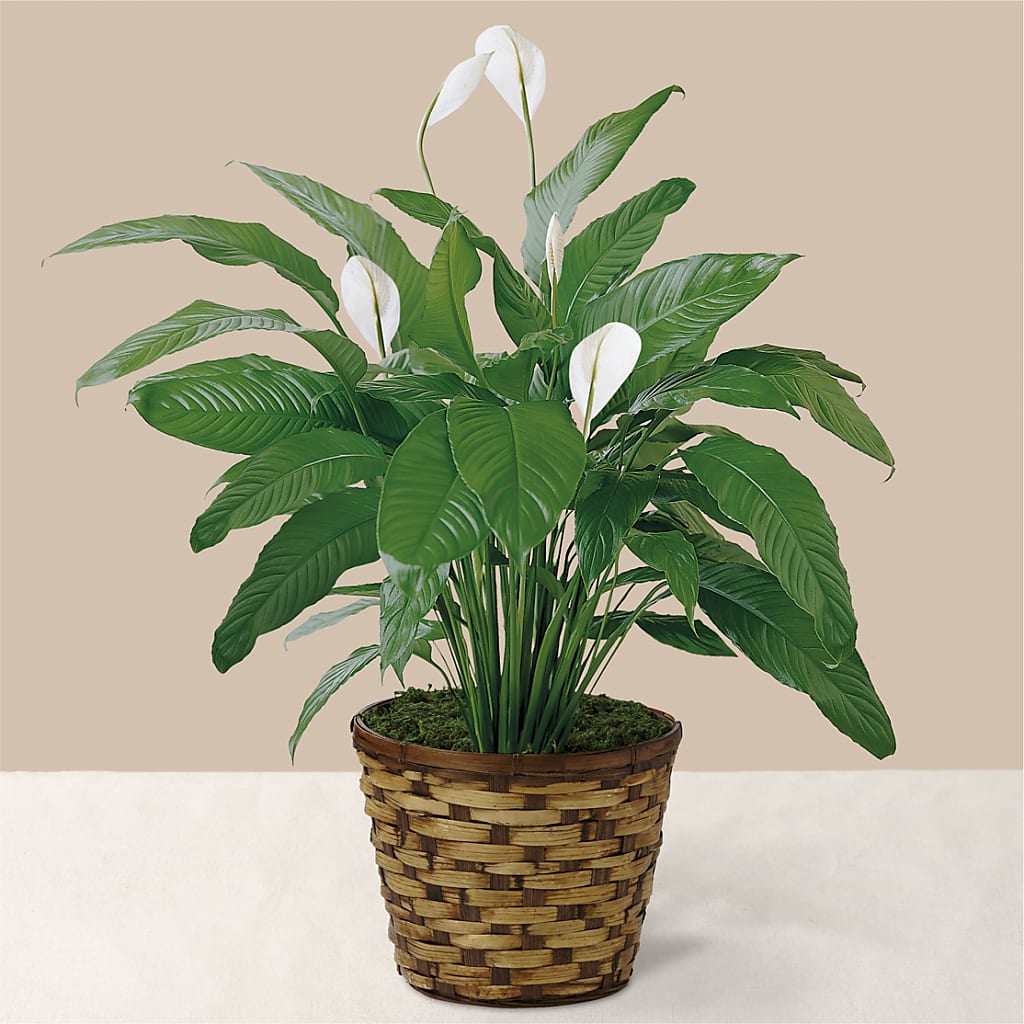 Tranquil Moments Peace Lily Plant – Special Occasion By Ora, Independence LA