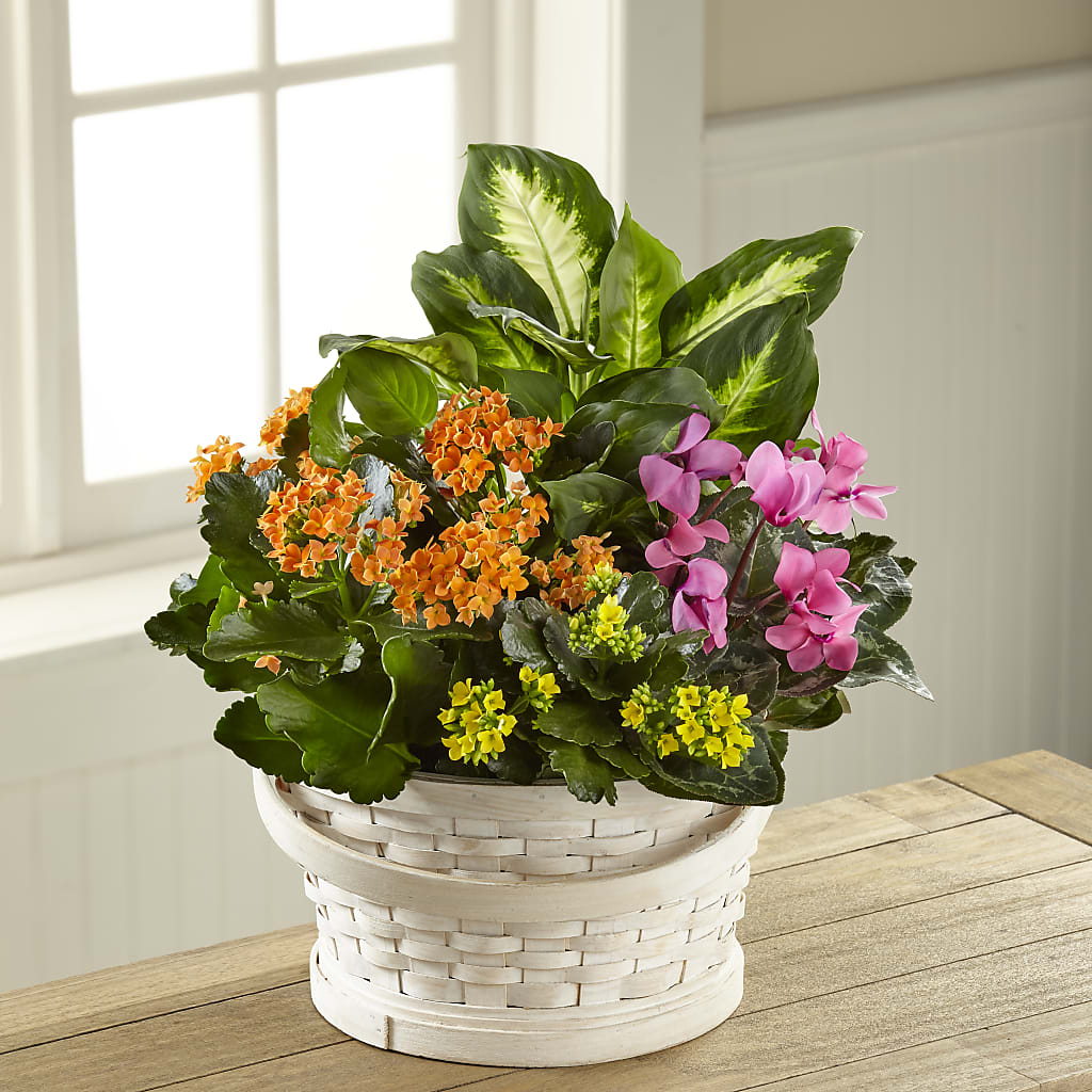 Color Crush Dishgarden – Special Occasion By Ora, Independence LA
