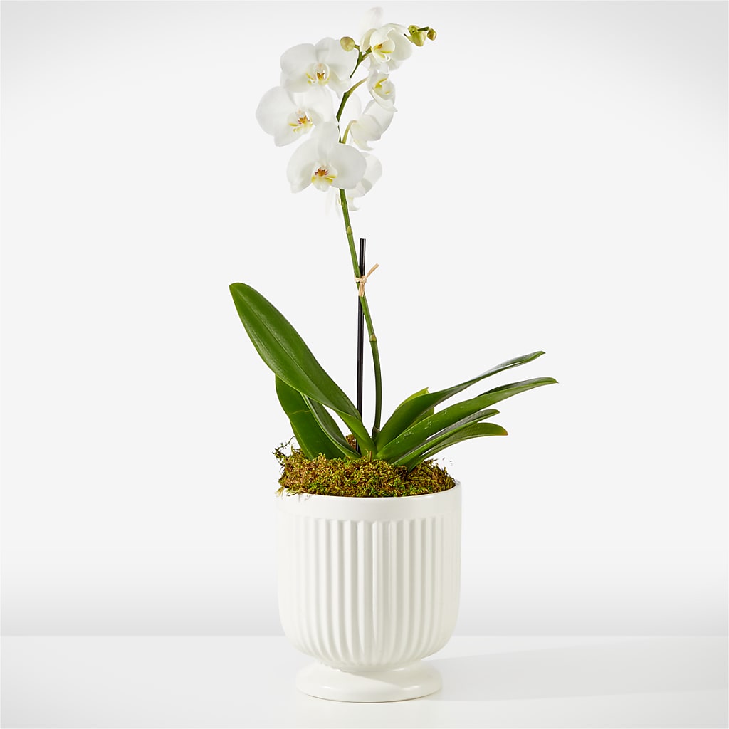 Whispering White Orchid – Special Occasion By Ora, Independence LA
