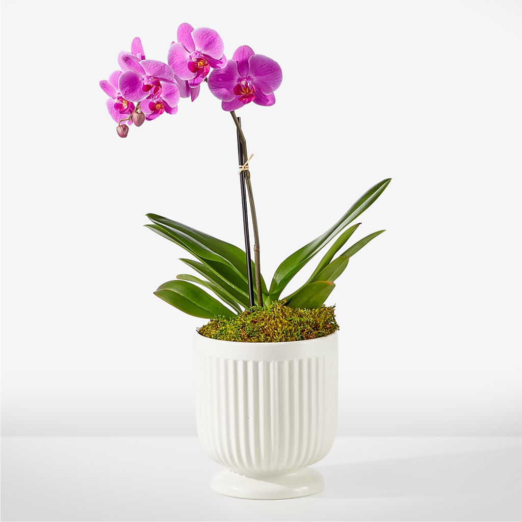 Friendly Fuchsia Orchid – Special Occasion By Ora, Independence LA