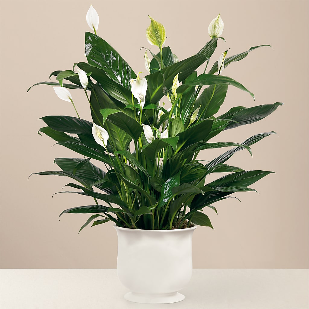 Comfort Planter – Special Occasion By Ora, Independence LA