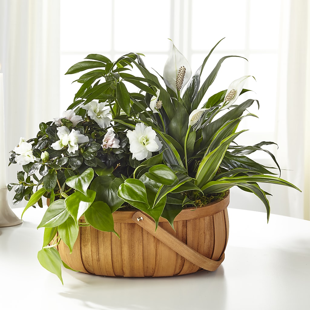 Serene Dishgarden – Special Occasion By Ora, Independence LA