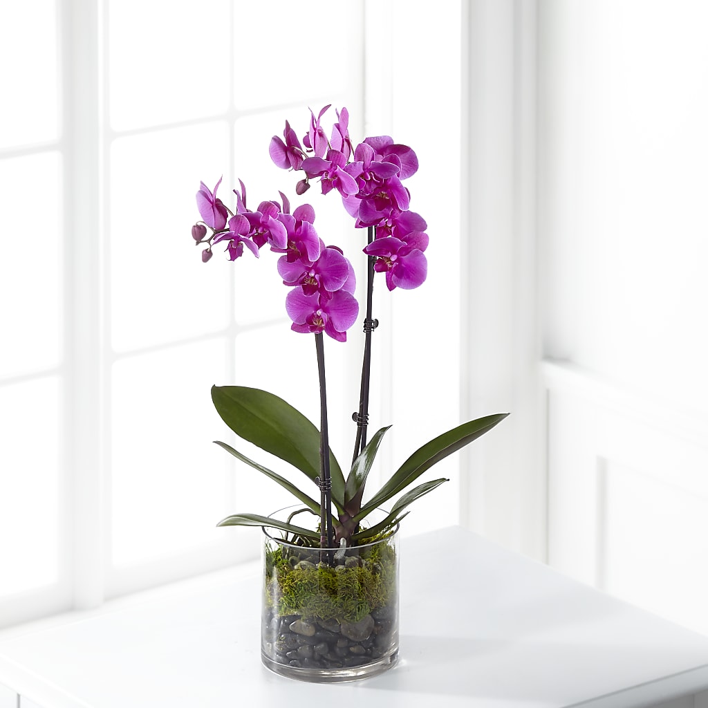 Pink Orchid Plant – Special Occasion By Ora, Independence LA