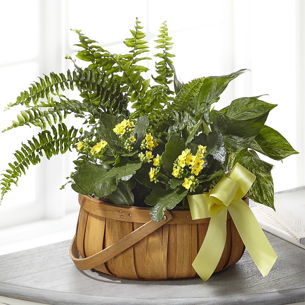 Always Dear Dishgarden – Special Occasion By Ora, Independence LA