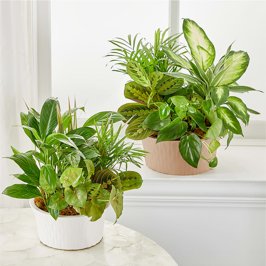 Balance & Harmony Dishgarden – Special Occasion By Ora, Independence LA