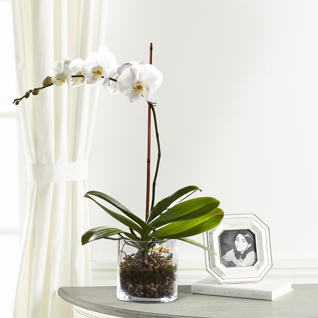 White Orchid Planter – Special Occasion By Ora, Independence LA
