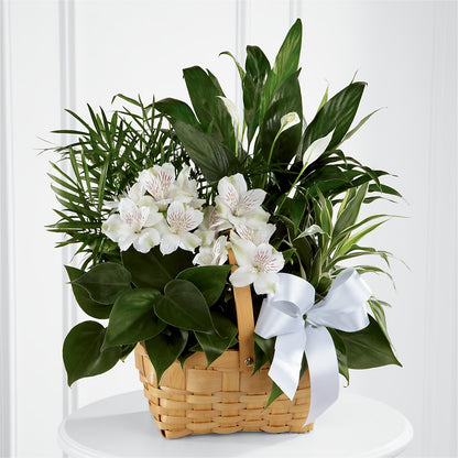 Peace & Serenity Dishgarden –  Special Occasion By Ora, Independence LA
