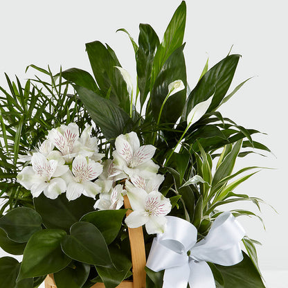 Peace & Serenity Dishgarden –  Special Occasion By Ora, Independence LA