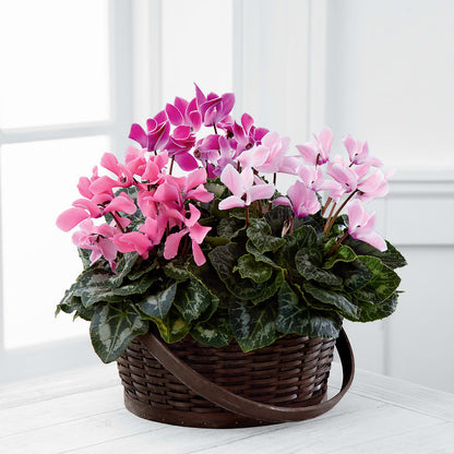 Mixed Cyclamen Planter –  Special Occasion By Ora, Independence LA