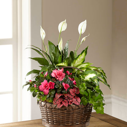 Dream in Pink Dishgarden –  Special Occasion By Ora, Independence LA