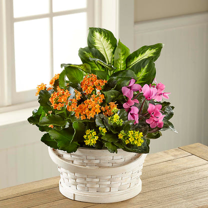 Color Crush Dishgarden –  Special Occasion By Ora, Independence LA