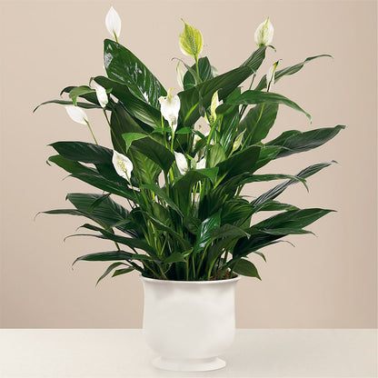 Comfort Planter –  Special Occasion By Ora, Independence LA