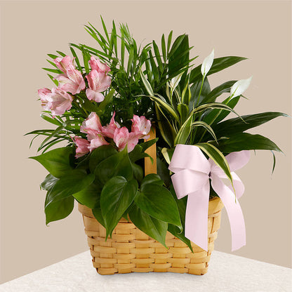 Living Spirit Dishgarden –  Special Occasion By Ora, Independence LA