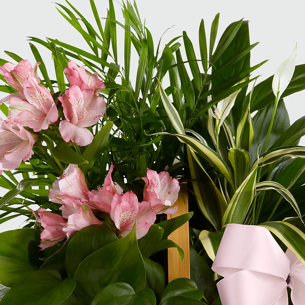 Living Spirit Dishgarden –  Special Occasion By Ora, Independence LA