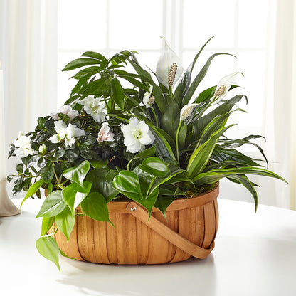 Serene Dishgarden –  Special Occasion By Ora, Independence LA