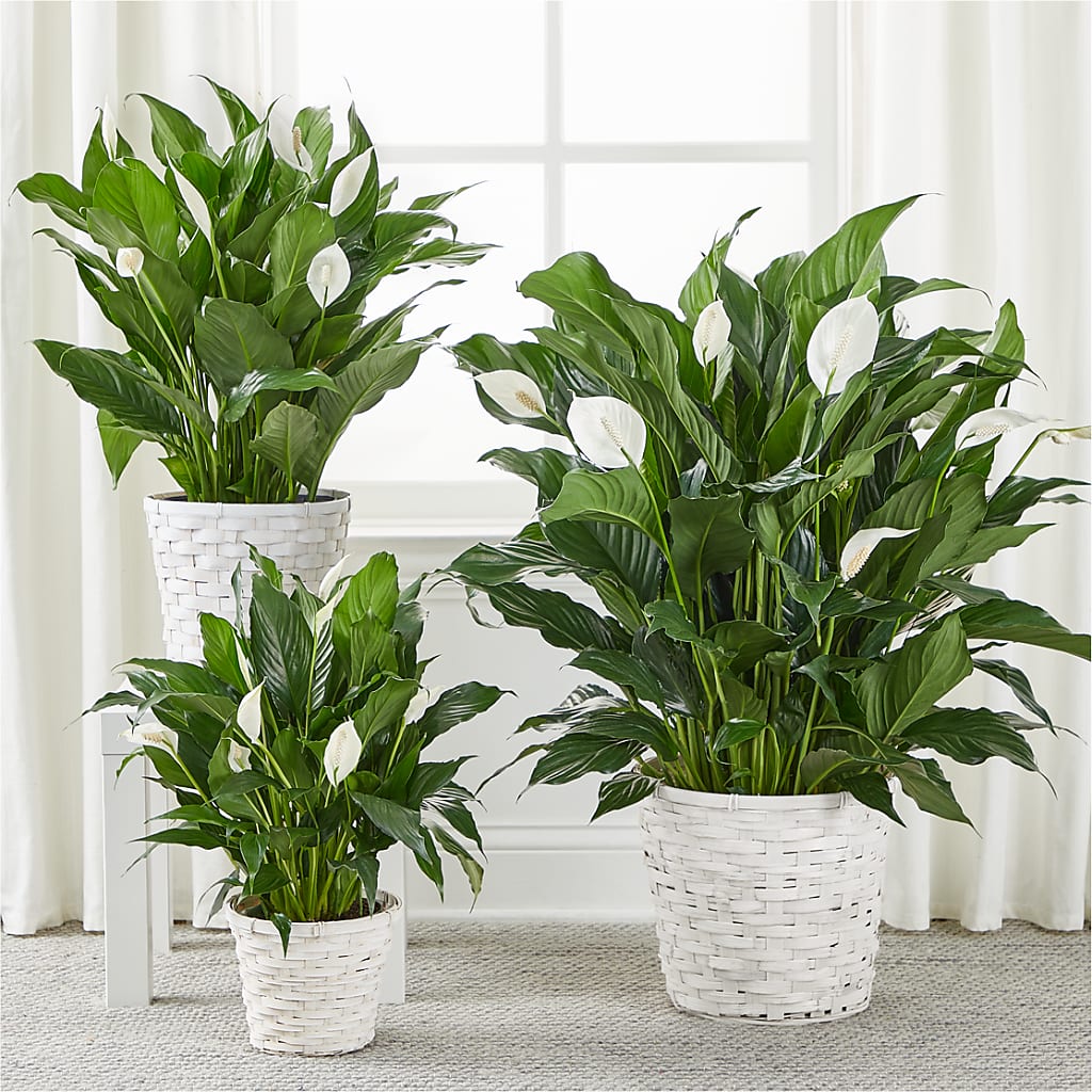 A New Leaf Peace Lily –  Special Occasion By Ora, Independence LA