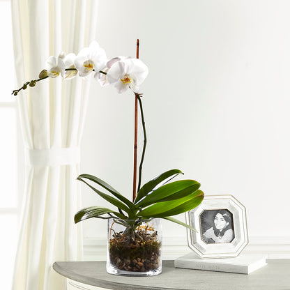 White Orchid Planter –  Special Occasion By Ora, Independence LA